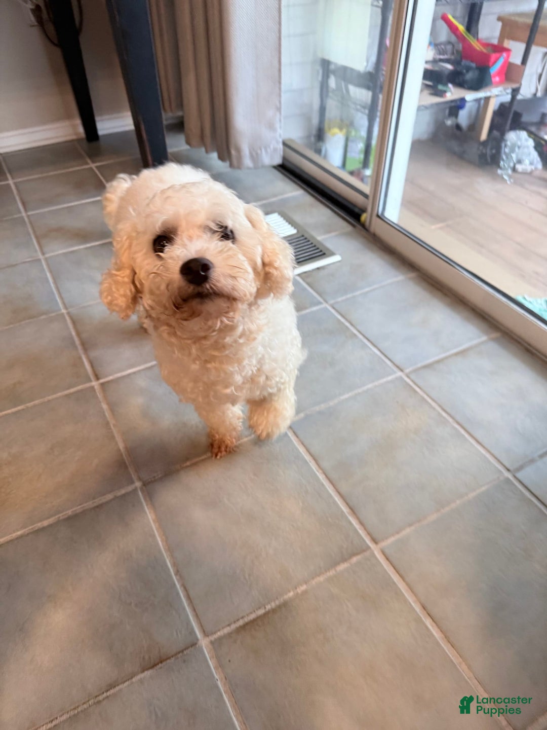 Bichon Frise dogs for sale: Clover - Image 3