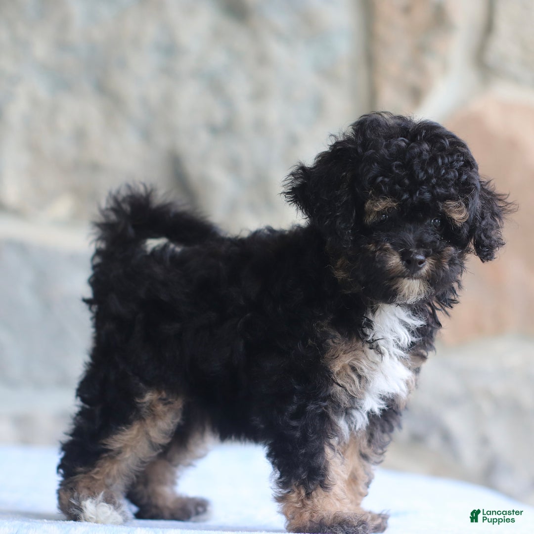Toy Poodle dogs for sale: Patty - Image 1