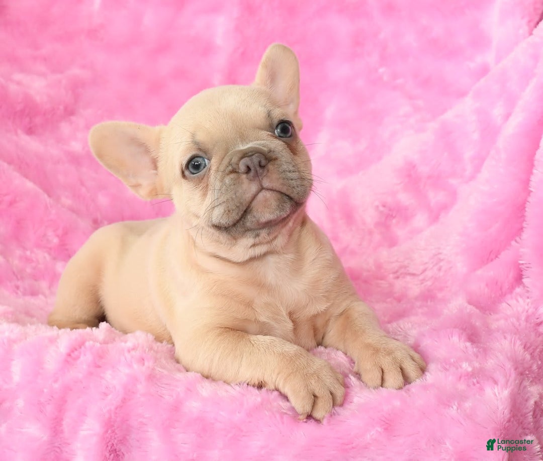 French Bulldog dogs for sale: Beauty - Image 4