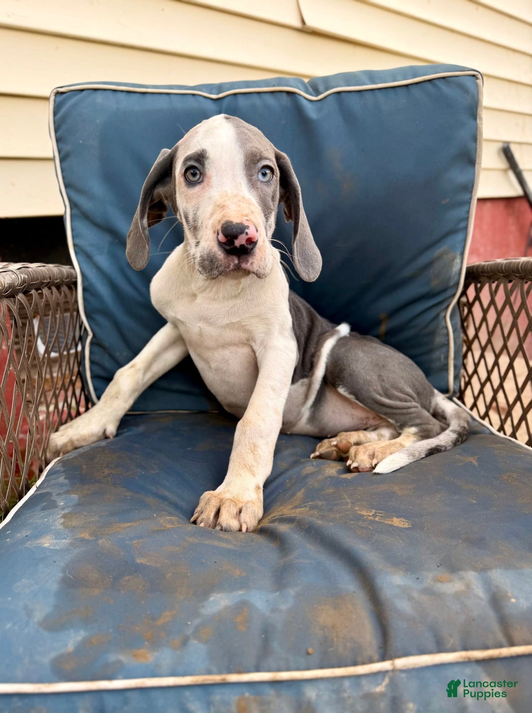 Great Dane dogs for sale: Sally Akc Harlequin - Image 11