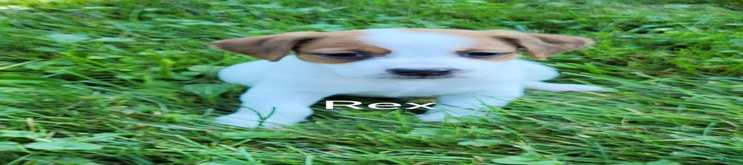 Rex