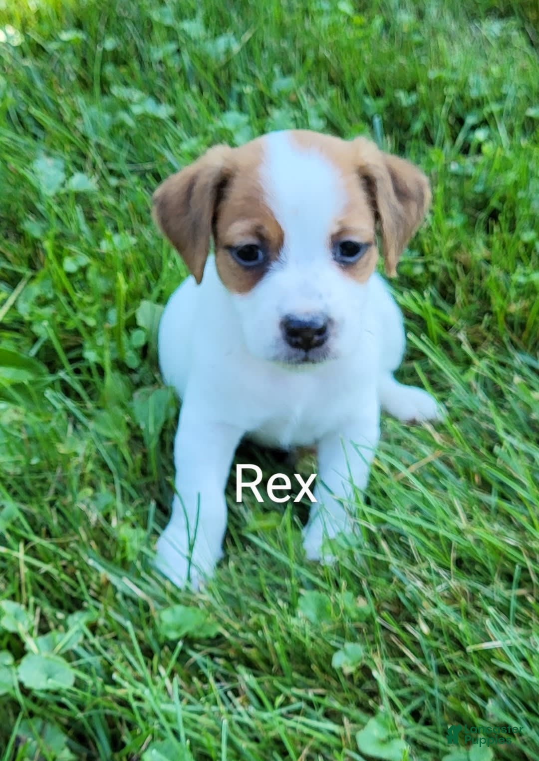 Jack Russell Terrier dogs for sale: Rex - Image 1