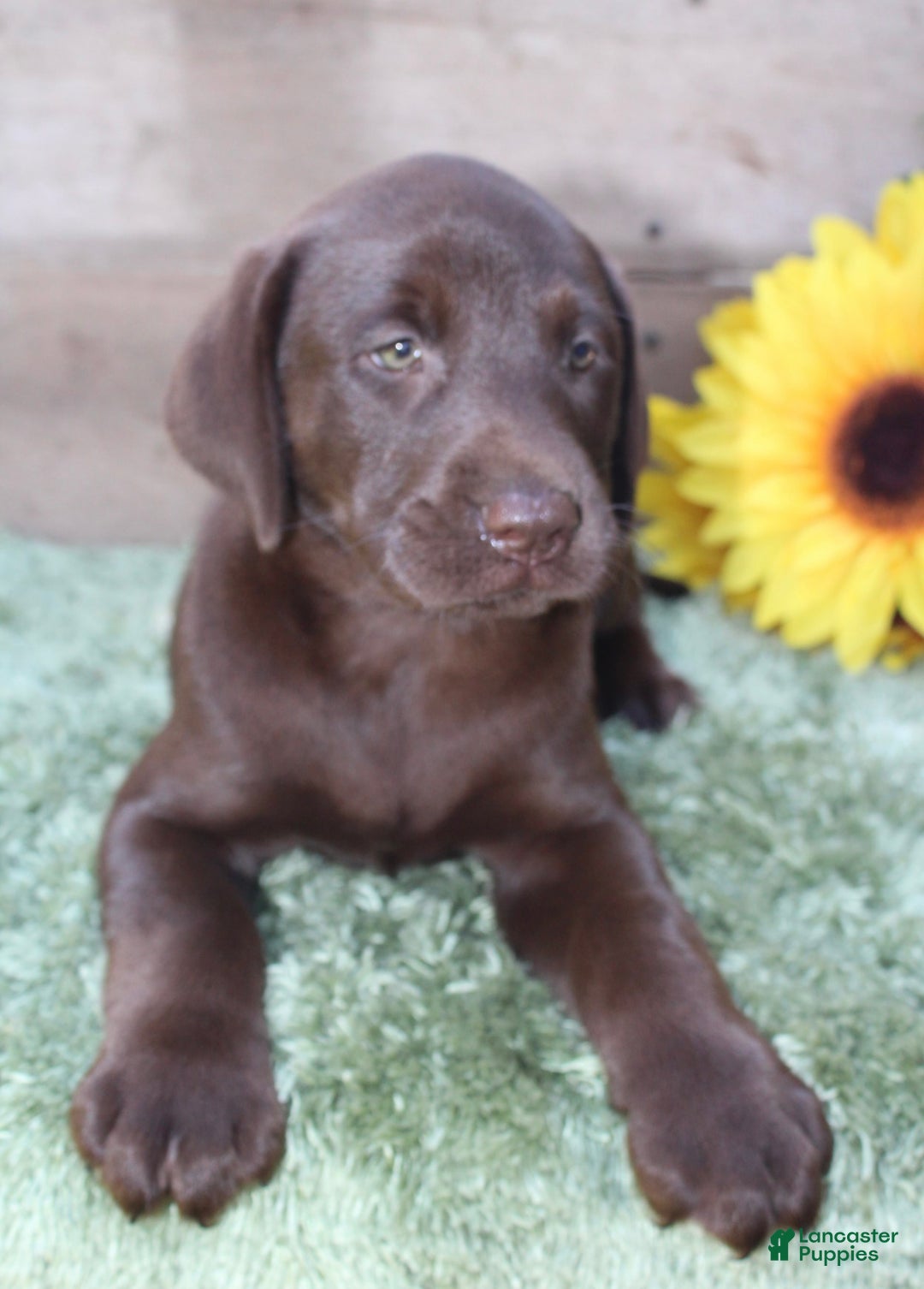 Labrador Retriever dogs for sale: Rattler - Image 5