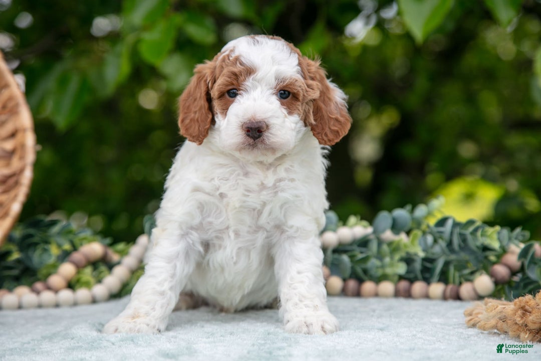 Miniature Poodle dogs for sale: Major - Image 4