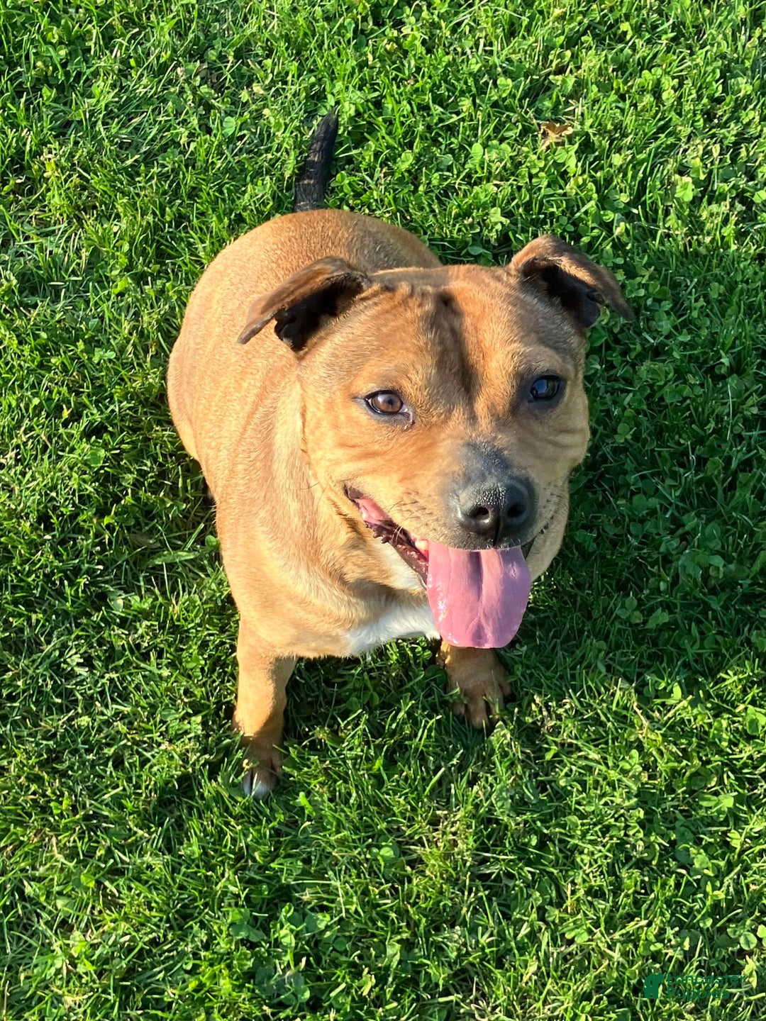 Staffordshire Bull Terrier dogs for sale: Daisy - Image 4
