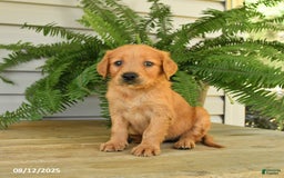 Golden Retriever dogs for sale: Maggie - Image 3