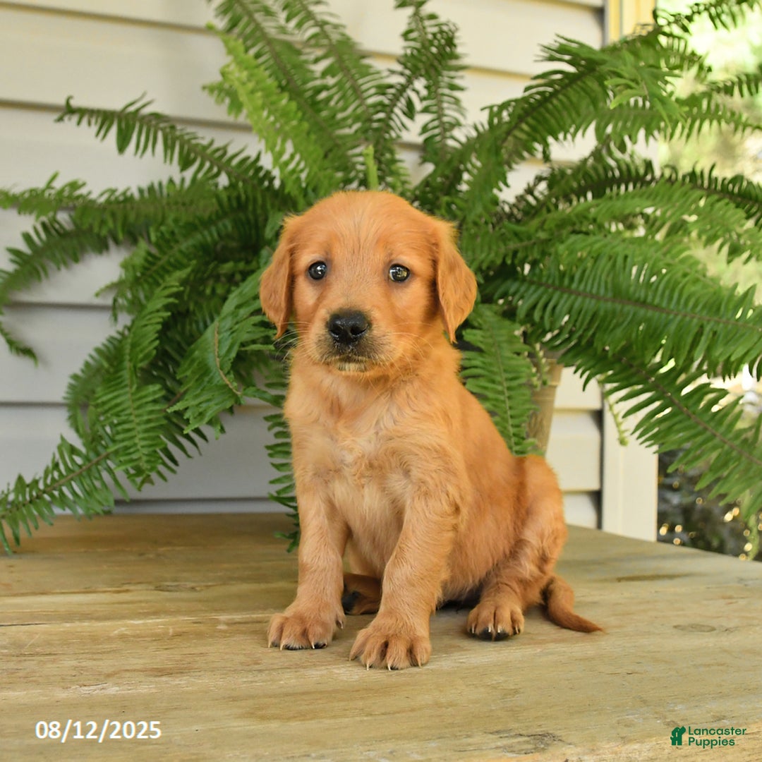 Golden Retriever dogs for sale: Maggie - Image 3