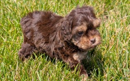 Cockapoo dogs for sale: Hazel - Image 7