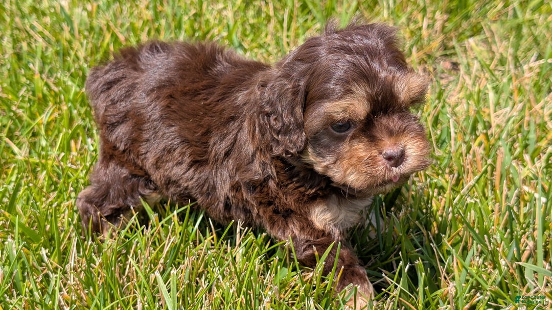 Cockapoo dogs for sale: Hazel - Image 7