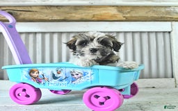 Maltipoo dogs for sale: Monroe - Image 1