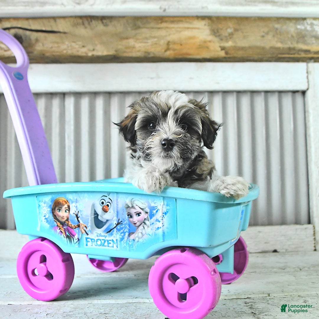 Maltipoo dogs for sale: Monroe - Image 1