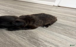 Shih Tzu dogs for sale: Kobe - Image 3