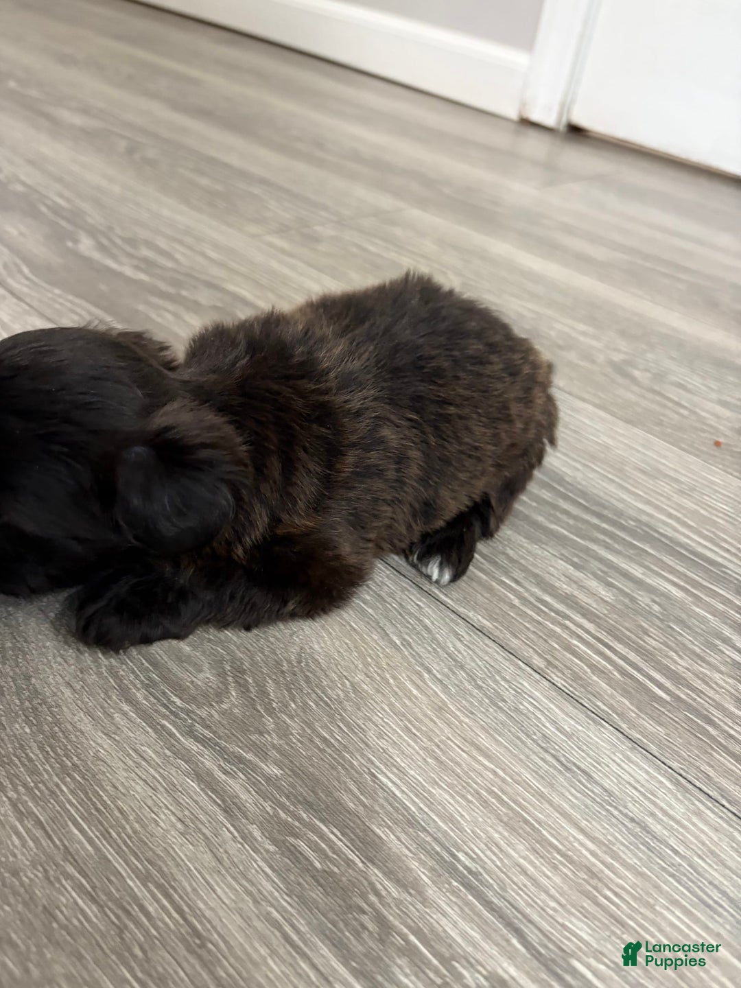 Shih Tzu dogs for sale: Kobe - Image 3