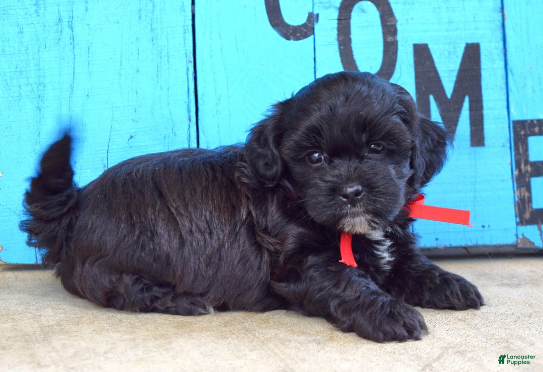 Shihpoo dogs for sale: Sammy - Image 4