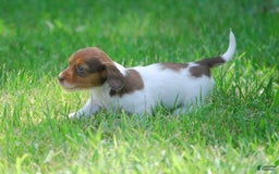 Dachshund dogs for sale: Akc Dolly - Image 5