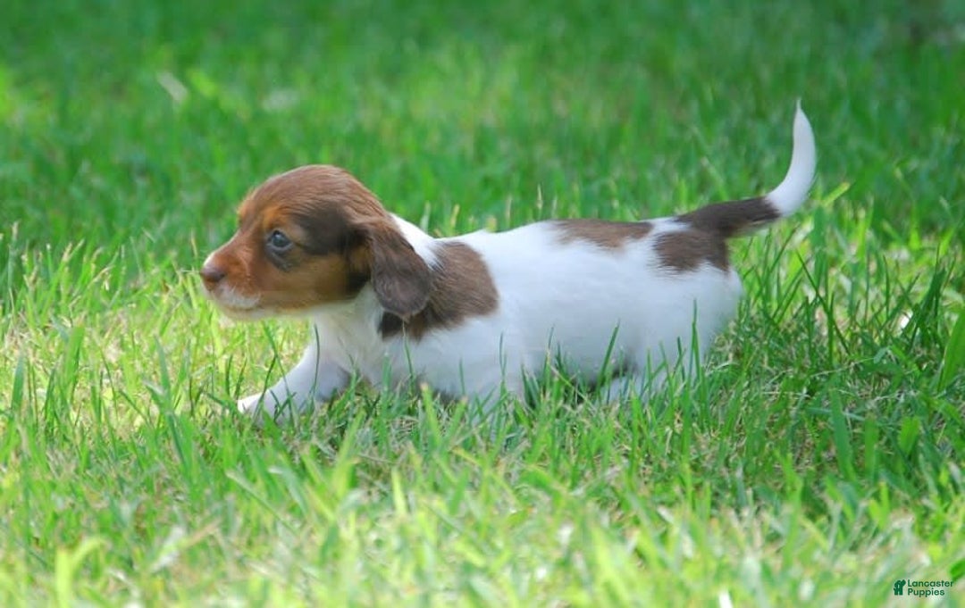 Dachshund dogs for sale: Akc Dolly - Image 5