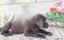 Labrador Retriever dogs for sale: Remington - Image 1