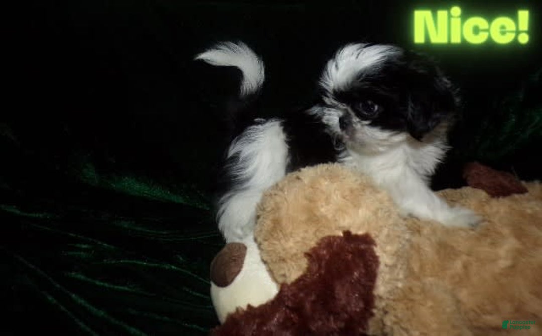 Shih Tzu dogs for sale: Tiny Jewel - Image 14