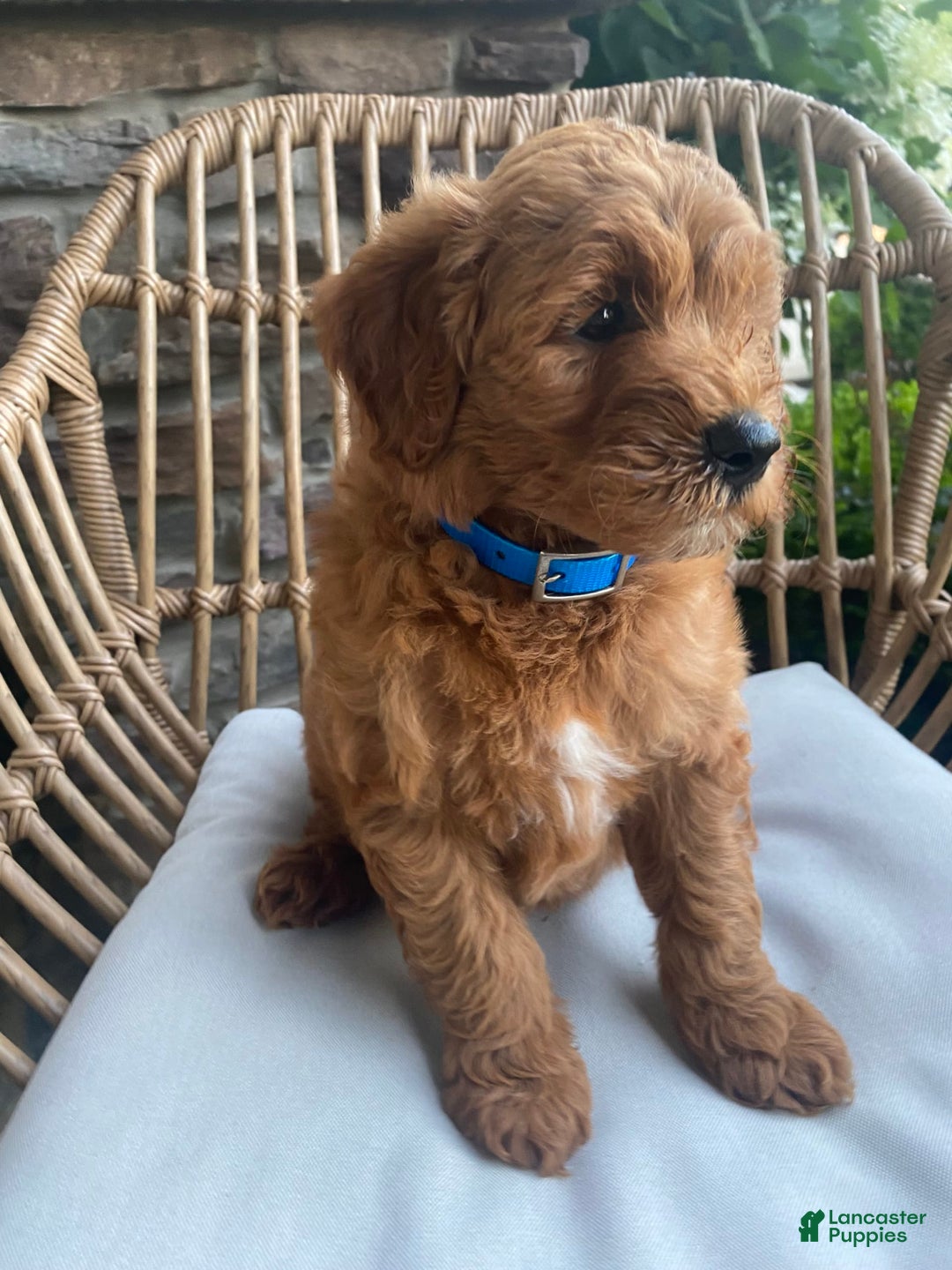 Mini Goldendoodle dogs for sale: Kai - Image 5