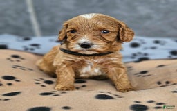 Cockapoo dogs for sale: Billy - Image 2