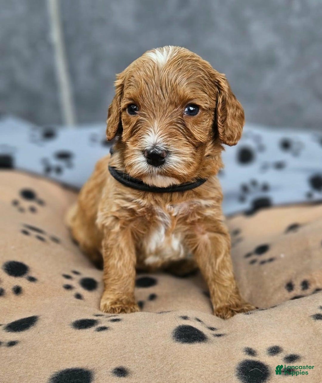 Cockapoo dogs for sale: Billy - Image 2