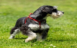 Miniature Schnauzer dogs for sale: Harley - Image 7
