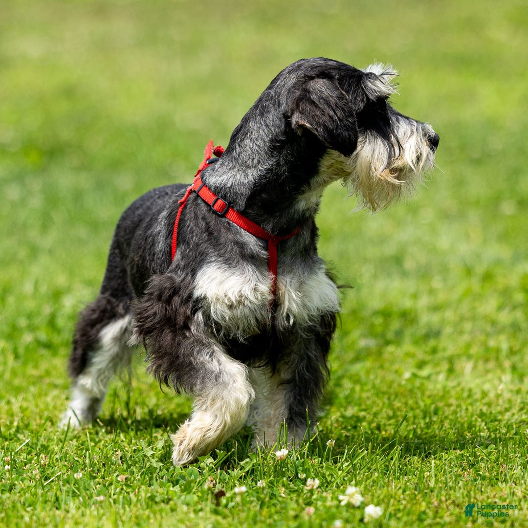 Miniature Schnauzer dogs for sale: Harley - Image 7