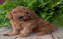 Mini Goldendoodle dogs for sale: Mini -kobe - Image 24