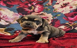 English Bulldog dogs for sale: Lava Filly - Image 2