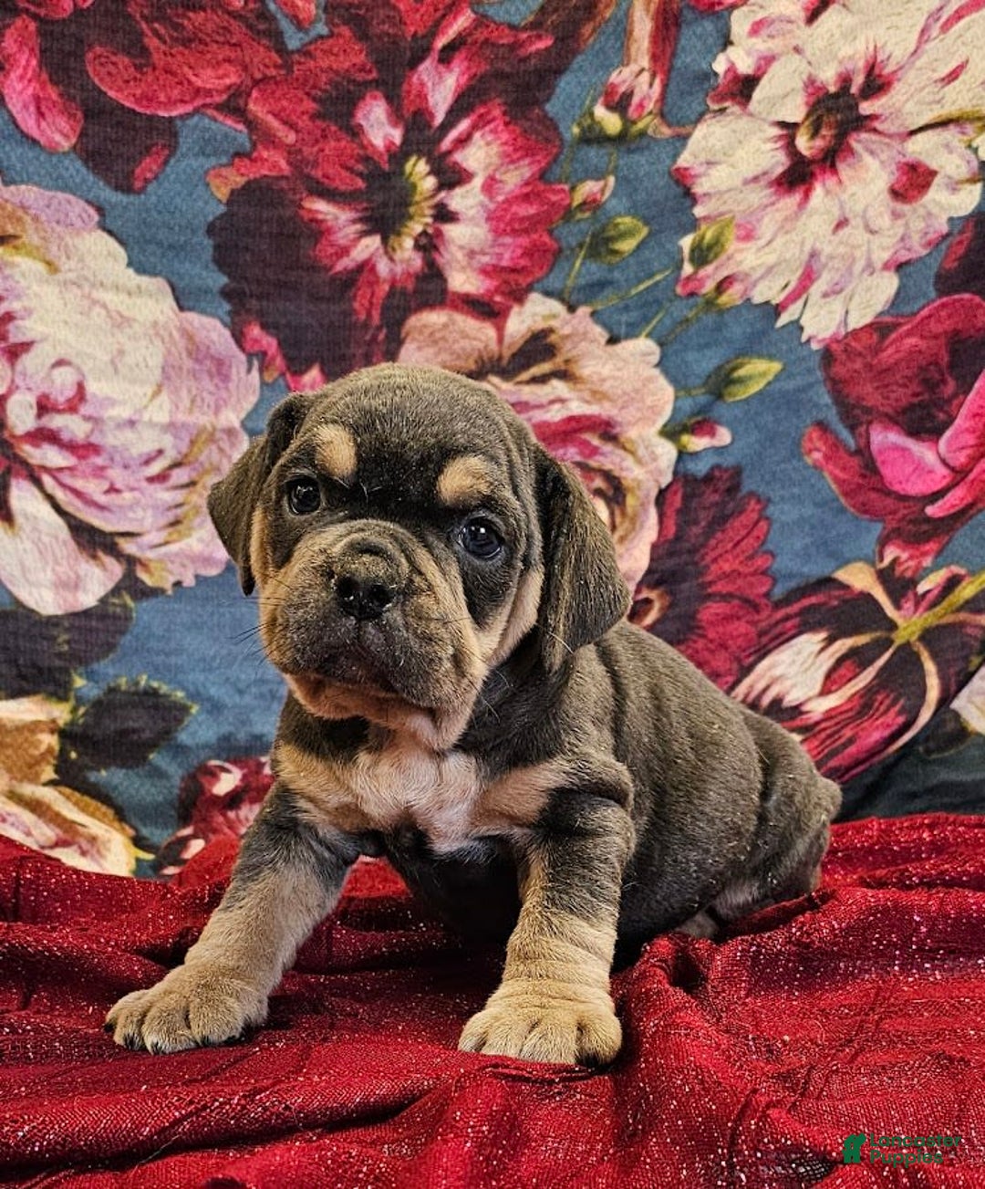 English Bulldog dogs for sale: Lava Filly - Image 2