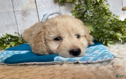 Doxiepoo dogs for sale: Darrin - Image 9