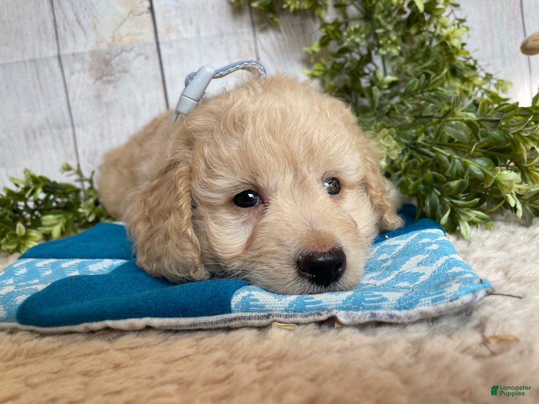 Doxiepoo dogs for sale: Darrin - Image 9
