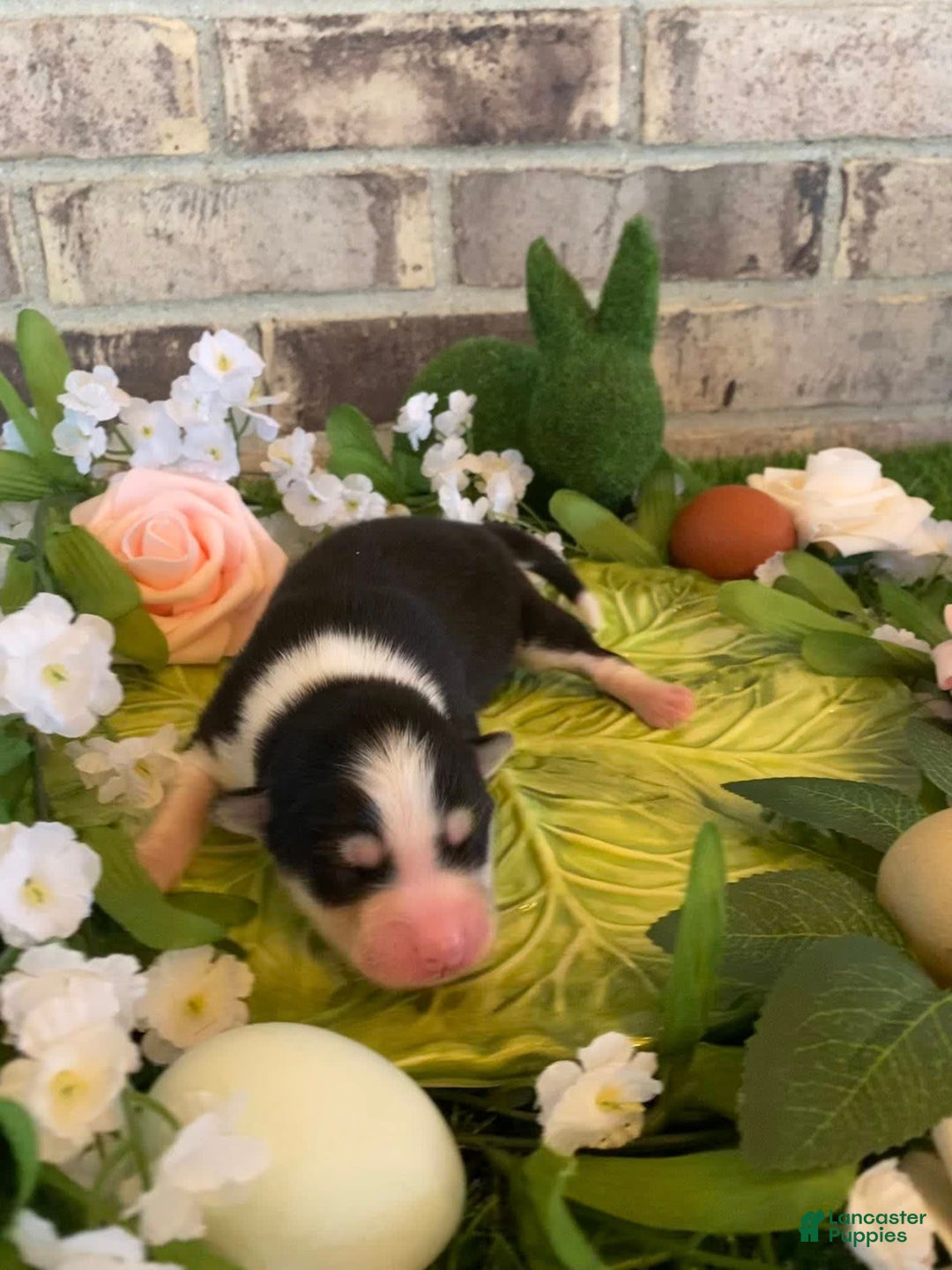 Pomsky dogs for sale: Chai - Image 1