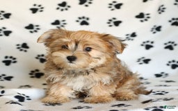 Morkie dogs for sale: Murphy - Image 11