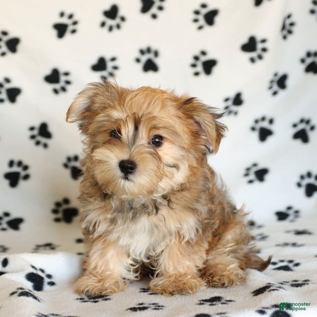 Morkie dogs for sale: Murphy - Image 11
