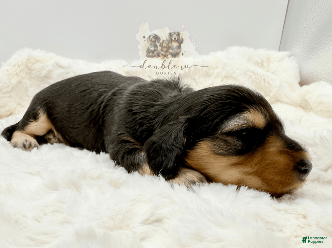 Miniature Dachshund dogs for sale: Birdie - Image 2