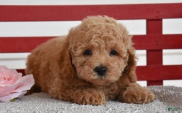 Cockapoo dogs for sale: Sheldon - Image 3
