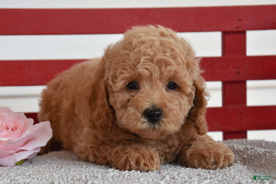 Cockapoo dogs for sale: Sheldon - Image 3