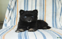Pomsky dogs for sale: Hershey - Image 4