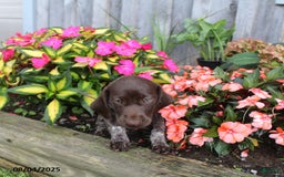 German Shorthaired Pointer dogs for sale: Lucy - Image 3