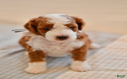 Goldendoodle dogs for sale: Denali - Image 3