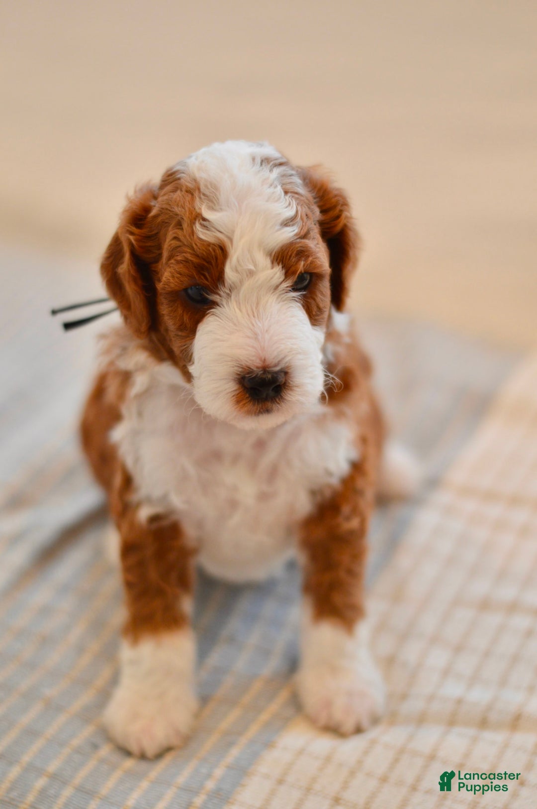 Goldendoodle dogs for sale: Denali - Image 3