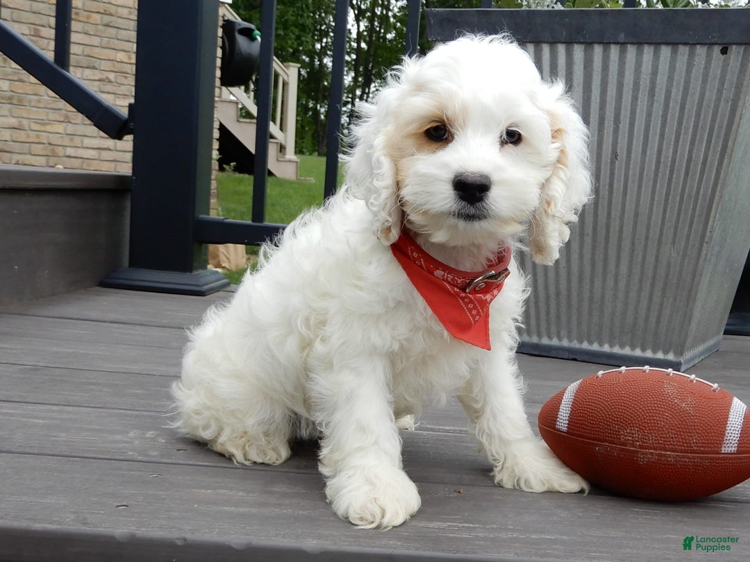 Cockapoo dogs for sale: Teddy - Image 8