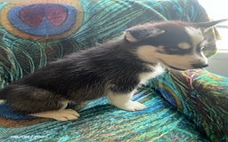 Pomsky dogs for sale: Reggie - Image 4