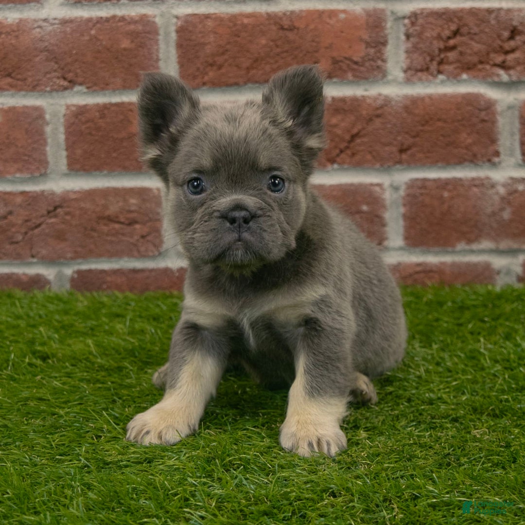 French Bulldog dogs for sale: Lola - Image 6