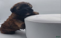 Shorkie dogs for sale: Teddy - Image 2