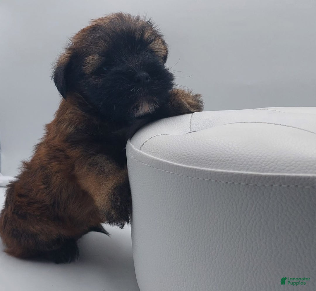 Shorkie dogs for sale: Teddy - Image 2