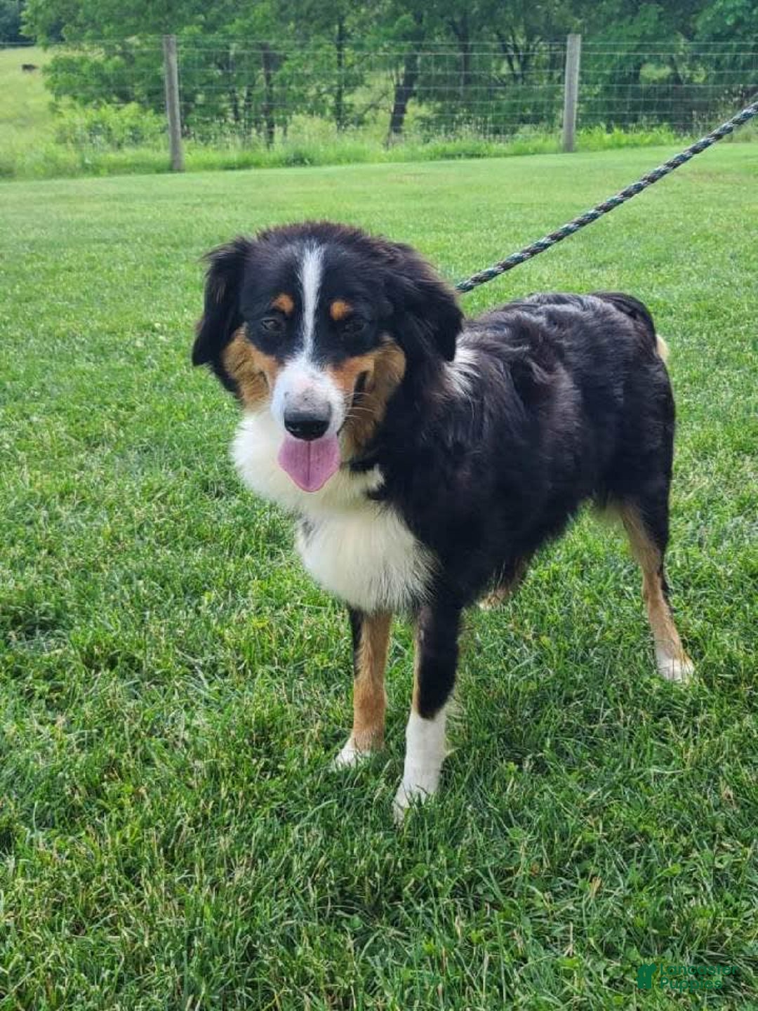 Miniature Australian Shepherd dogs for sale: Marshall - Image 12