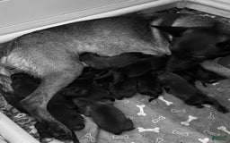 Belgian Malinois dogs for sale: Belgian Malinois Female - Image 1