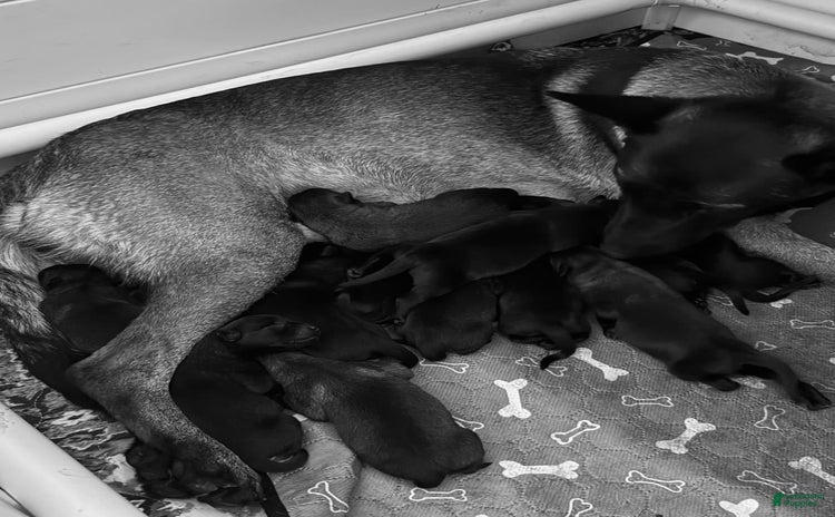 Belgian Malinois dogs for sale - Ad 2